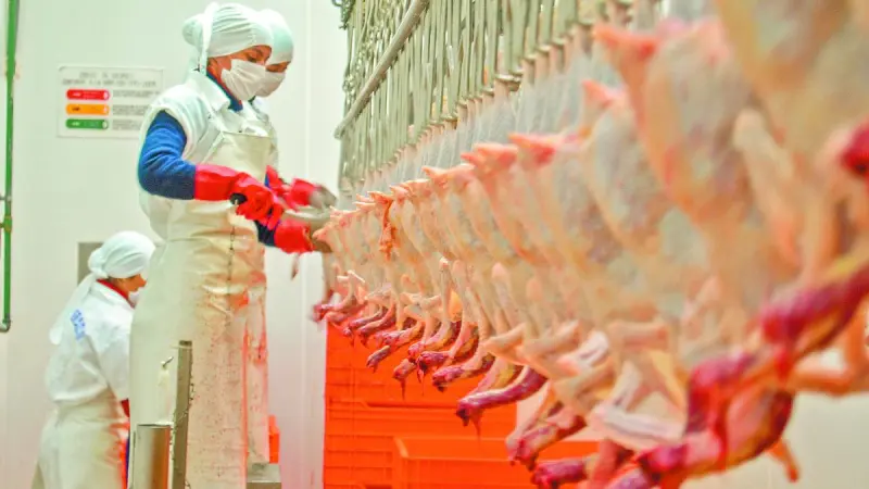 Importaciones de pollo brasileño traen impacto devastador a México: UNA