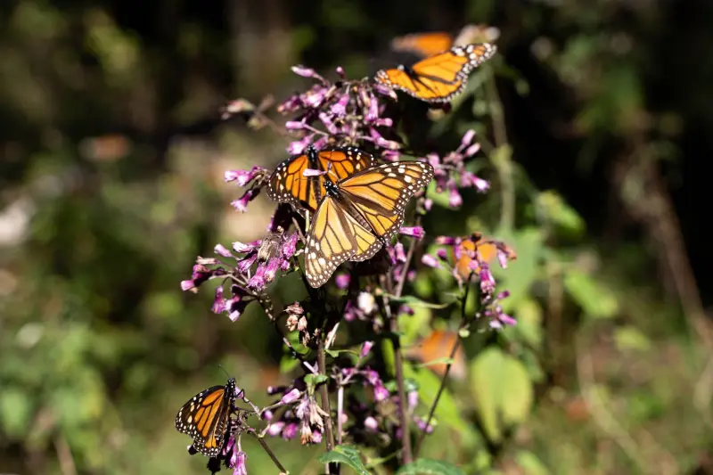 Las mariposas monarcas ‘se mudan’: La especie ya se reproduce en Quintana Roo