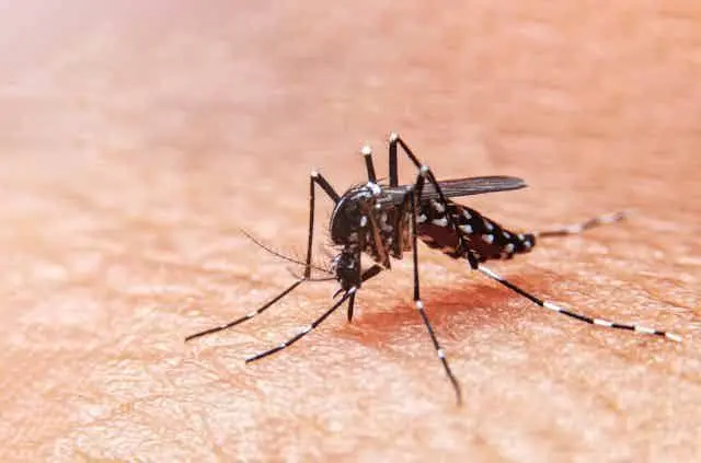 Soledad refuerza acciones contra dengue por lluvias