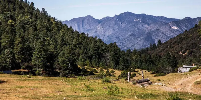 Coahuila se suma a jornada de reforestación nacional; sembrarán en la Sierra de Arteaga 50 mil semillas de pino