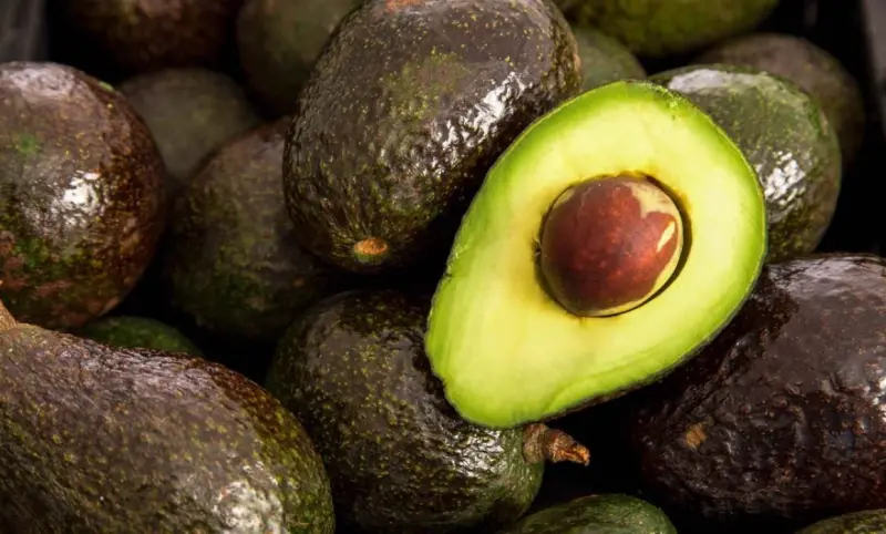 Envía Michoacán a EU 85 de cada 100 kilos de aguacate
