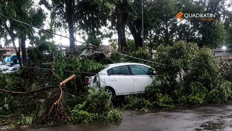 Ileso un conductor tras caída de árbol sobre su vehículo en Uruapan