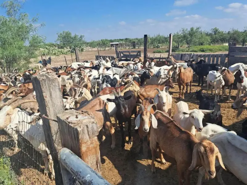 Refuerzan en Progreso, Coahuila, la prevención contra el gusano barrenador