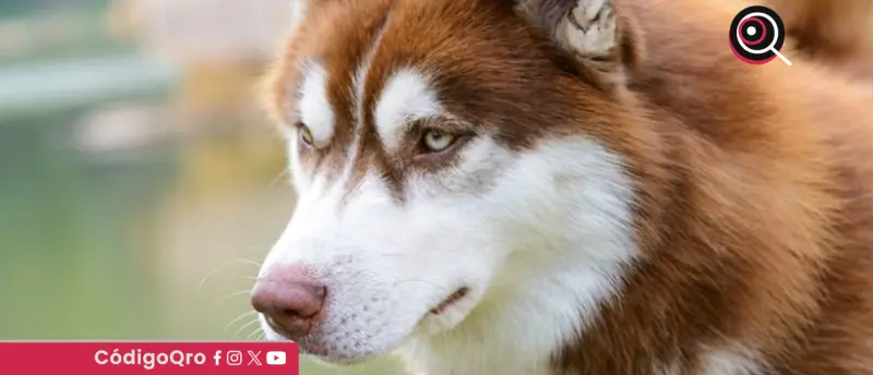 ¡Sin precedentes! Ordenan pensión alimenticia para el perro “Lucas”