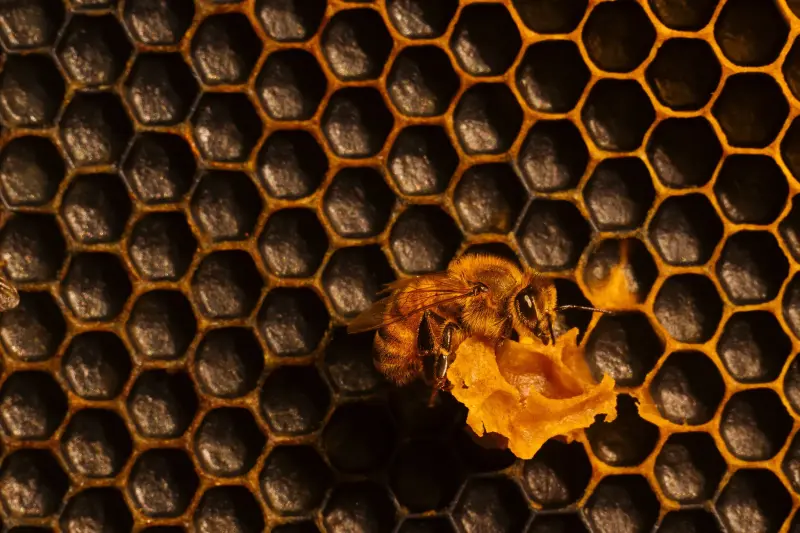 ¿Quién cuida a las abejas? Conoce a los “doctores” que protegen las colmenas