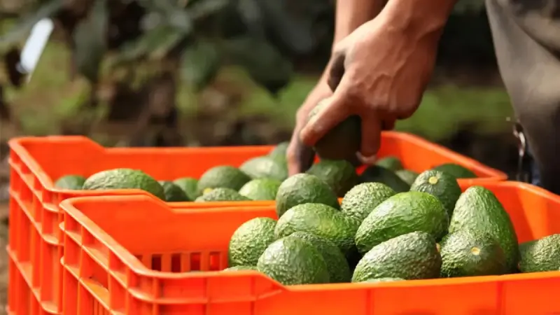 Doble amenaza para el aguacate: Inseguridad frena inspecciones y Cocena prepara denuncia vs. proveedor de empaques