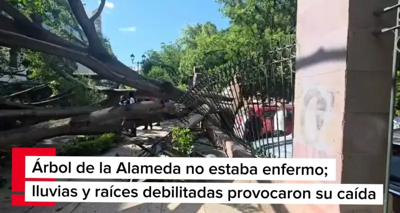 Árbol de la Alameda no estaba enfermo; lluvias y raíces debilitadas provocaron su caída