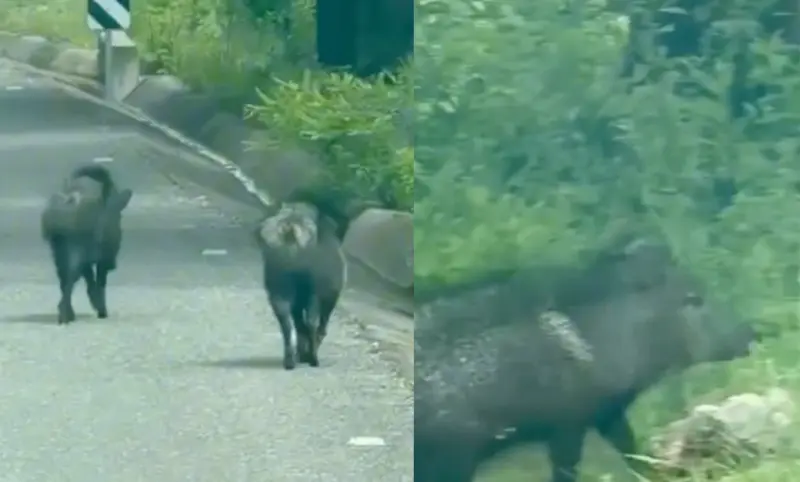 Captan grupo de jabalíes caminando por autopista en Sierra Gorda de Querétaro