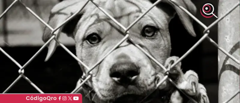 Alertan por fraudes en falsas campañas de adopción o de rescate animal