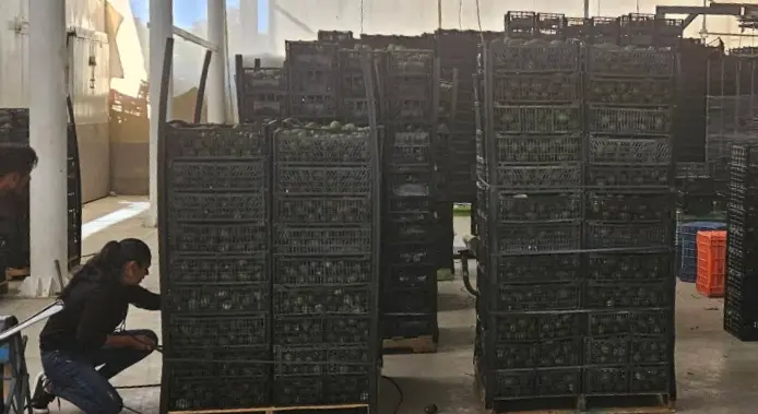 De inversión millonaria a posible clausura; planta de aceite enfrenta conflicto vecinal en Sabinas, Coahuila