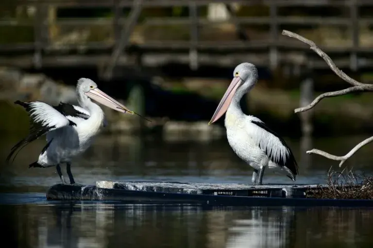 Australia vacunará aves ante propagación de gripe aviar H5
