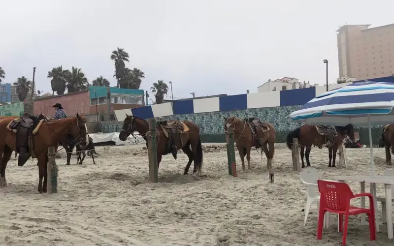 Buscan establecer protocolo de bienestar para caballos en Baja California