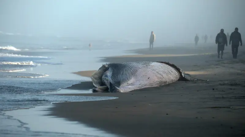 Ballena de 12 metros de largo es hallada muerta en playas de Tijuana