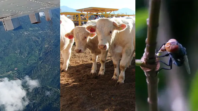 ¿Cómo funciona la DISPERSIÓN de MOSCA ESTÉRIL para COMBATIR al GUSANO BARRENADOR?