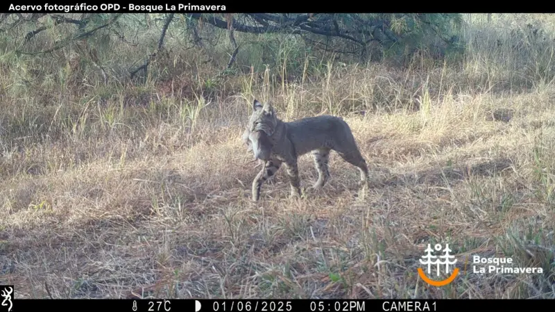 Alerta AMBU por abandono de fauna en bosques del AMG