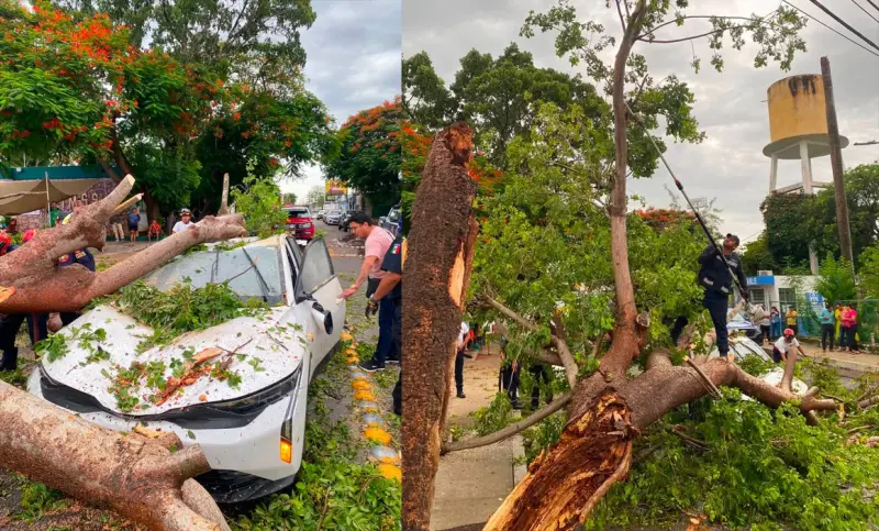 Rayo impacta un árbol y cae sobre un auto en Kanasín