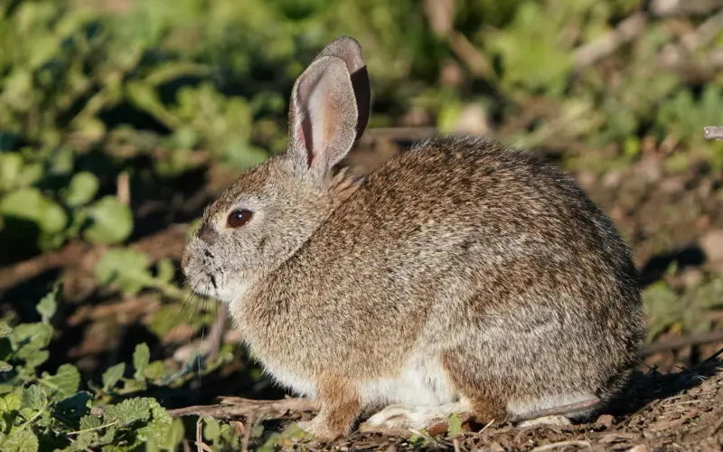 ¿Fiebre del conejo? Autoridades sanitarias investigan posibles casos de tularemia, una rara infección bacteriana en Estados Unidos