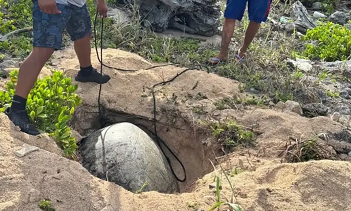 Tragedia sobre la arena: tortuga marina muere en Mahahual