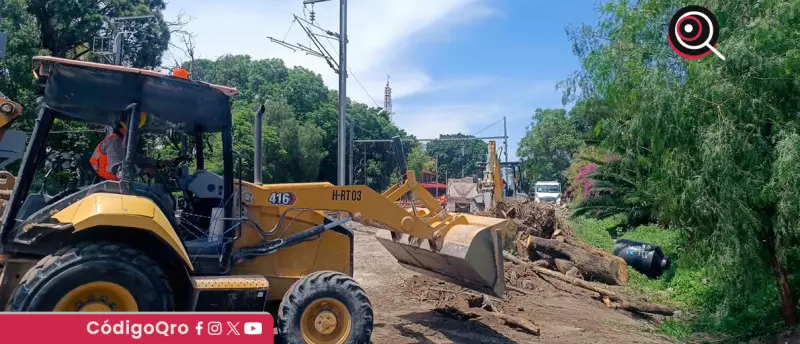Activistas piden a SICT evitar tala de árboles por obras del tren