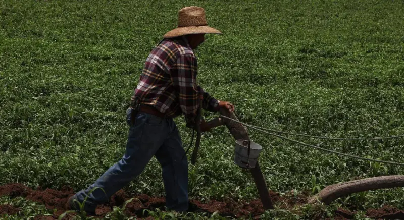 Secretaría de Agricultura alerta por fraude a productores