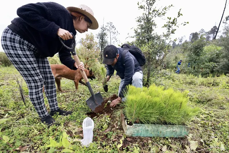 Plantan 10 mil árboles nativos tras incendios en Atemajac de Brizuela