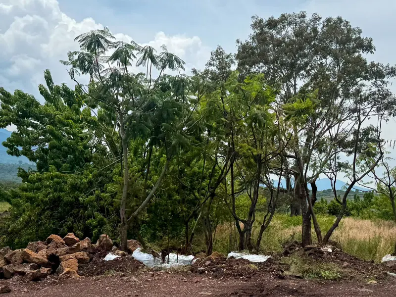 Morebús no retirará 613 árboles durante su proceso de construcción: Sedum