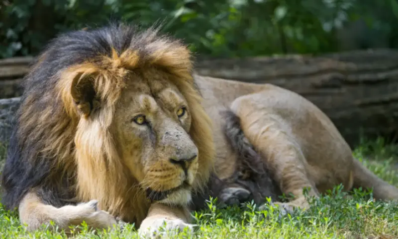 Leones de India recuperan terreno; su población crece 70%