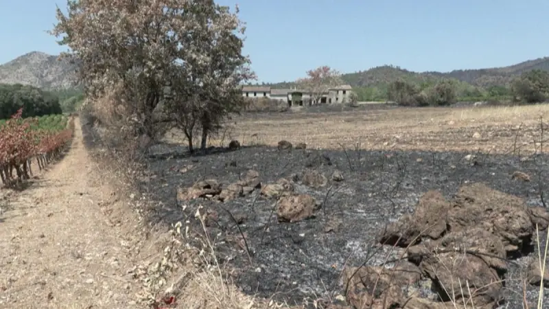 ¿Vino con regusto a humo? Los viticultores franceses están preocupados tras incendios