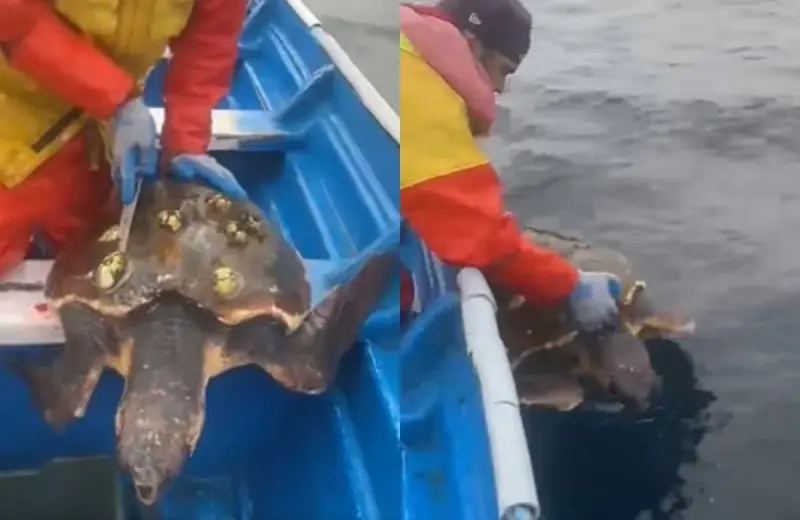 Pescador retira percebes de una tortuga y la devuelve al mar en Baja California