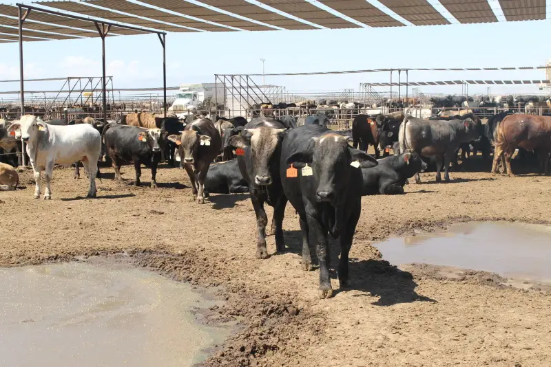 A días de reanudarse la exportación de ganado a EEUU por Agua Prieta, productores de Sonora exigen abrir también la cuarentenaria de Nogales