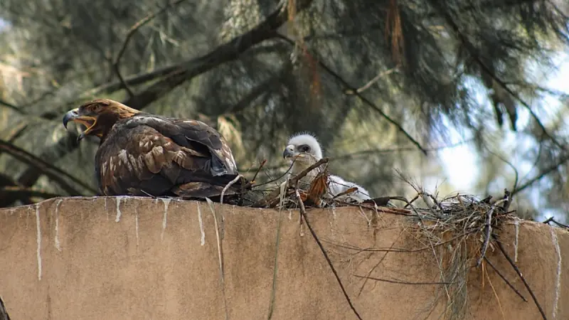 Nacen 29 ejemplares en lapso de tres meses en el Zoológico de León y mueren otros 19