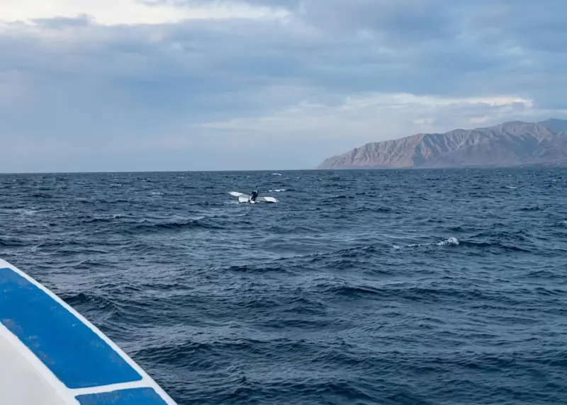 Pescadores rescatan a niña que estaba sola a más de un kilómetro de la costa en La Paz