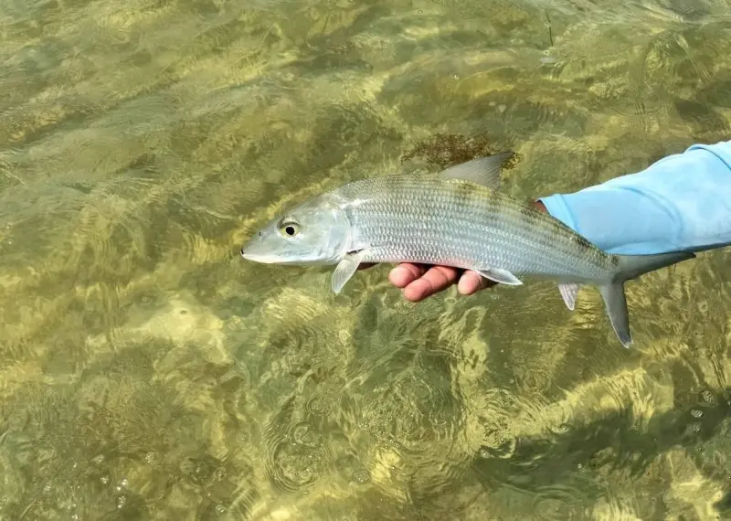 Consolida Xcalak pesca sustentable con 136 capturas liberadas