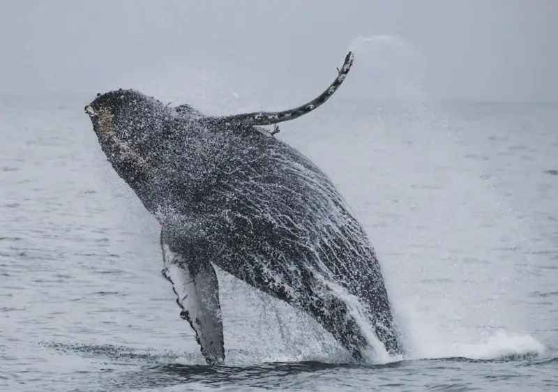 Física en el mar: así juegan las ballenas con las leyes de Einstein sobre la velocidad del sonido