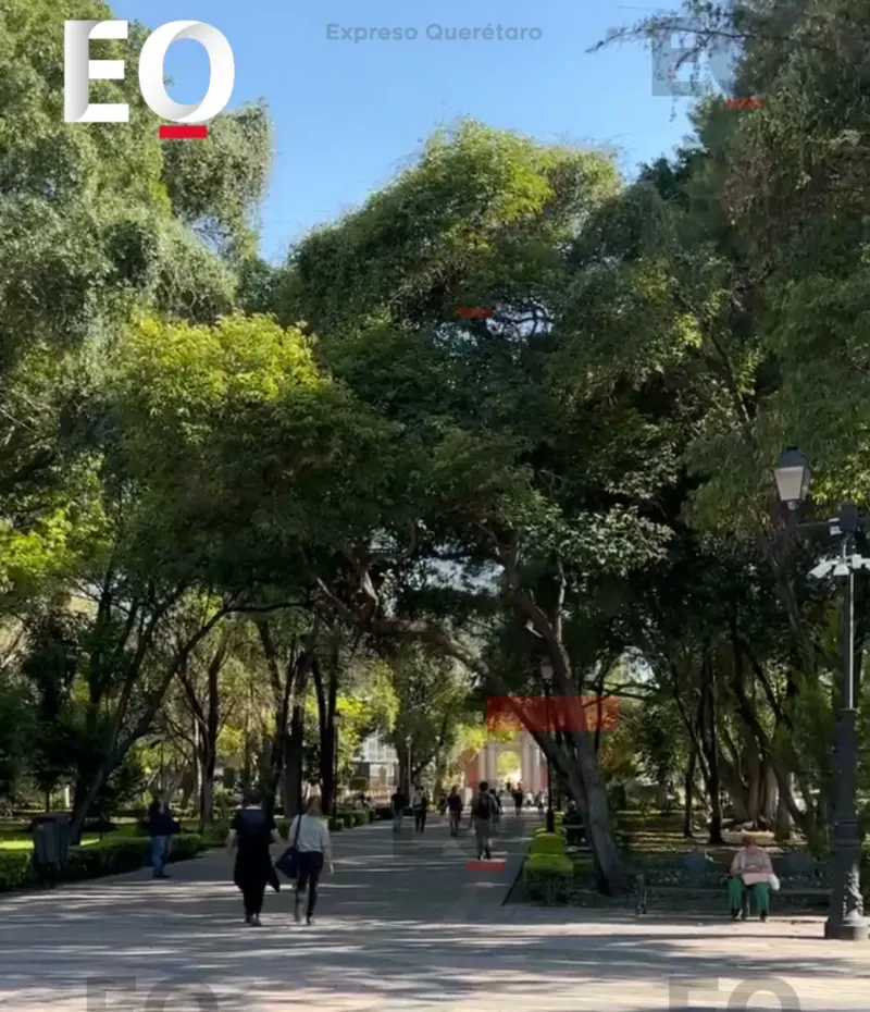 Tras caída mortal en la Alameda, buscan evaluar el arbolado de toda la capital de Querétaro
