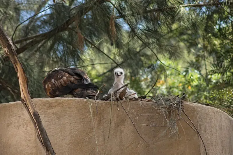 Registra Zoológico de León 29 nacimientos de diferentes especies