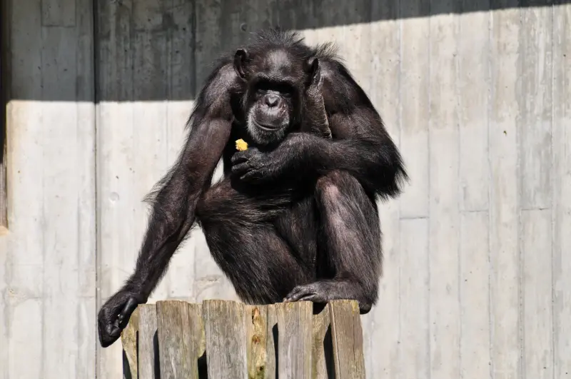 Chimpancés llevan más de una década arrojando piedras a los mismos árboles: científicos buscan explicar por qué