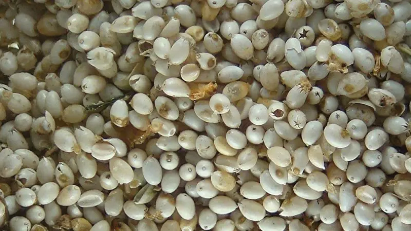 El “caviar mexicano” no viene del mar, sino de los lagos: ¿Qué es el ahuautle?