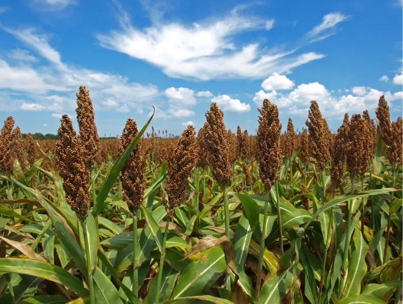 China ampliará a 1.2 millones de toneladas la compra de sorgo sinaloense; prevén multiplicar superficie de siembra