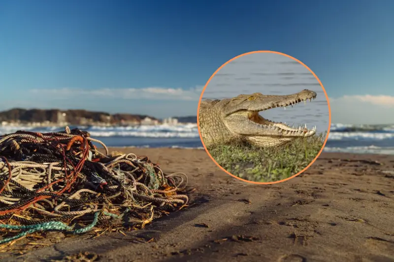 Cocodrilo en playas de Mazatlán mantiene restringido el ingreso al mar mientras salvavidas recorren la costa para localizarlo