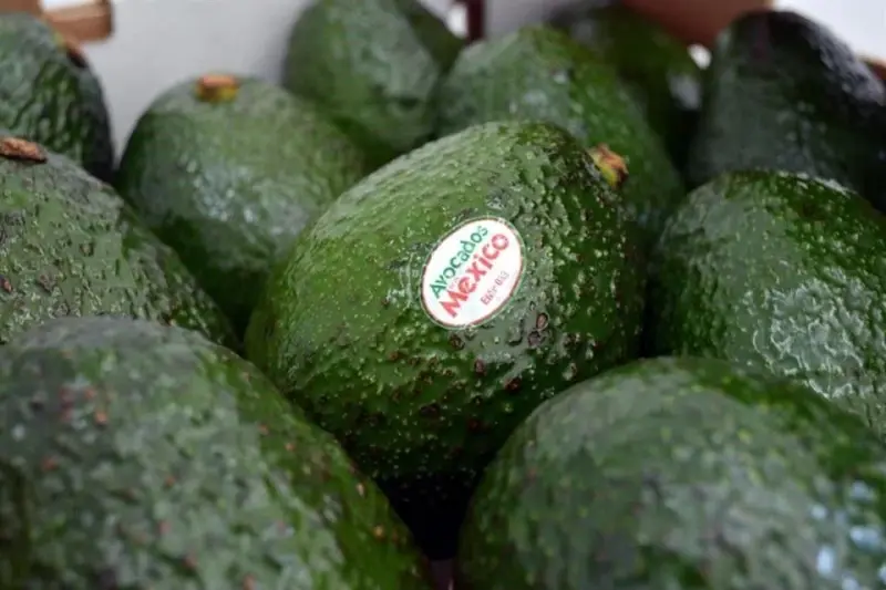 Acuerda APEAM con EU liberar 1,000 toneladas de aguacate