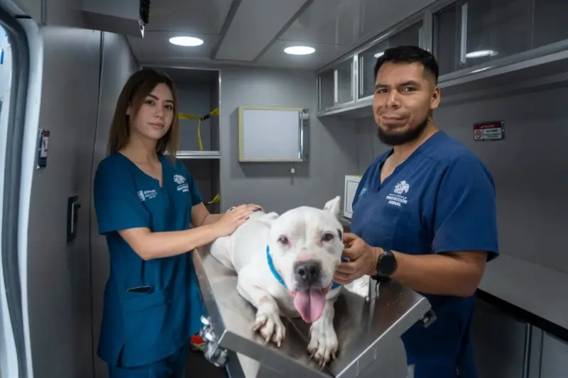 Habrá vacunación antirrábica gratuita en Querétaro: anuncian jornada para perros y gatos