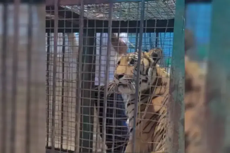 Rescatan a tigre de bengala abandonado en Fresnillo, Zacatecas