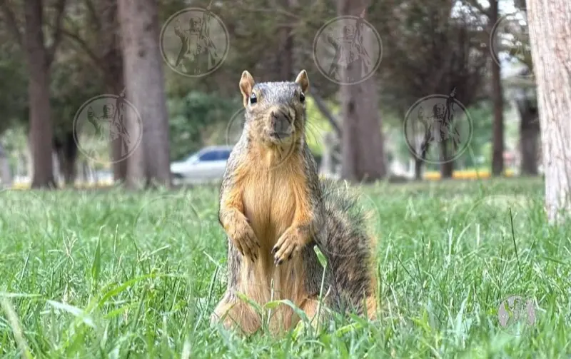 Frenan protección de fauna en El Chamizal