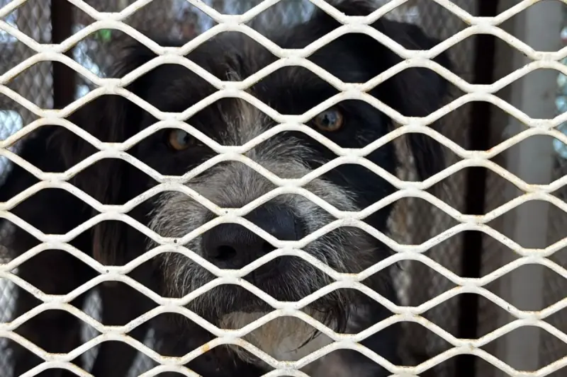 Marcha por el bienestar animal recorrerá el Centro Histórico de Querétaro este domingo