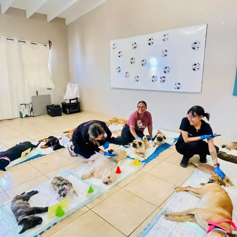 Proponen hacer obligatoria la esterilización de mascotas para reducir perros y gatos en las calles de Tijuana