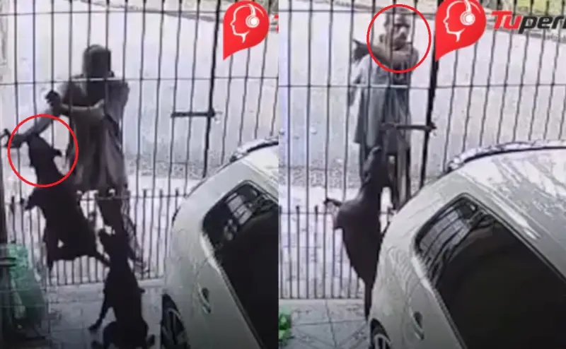 El hombre aún le reclamó al dueño la agresión de sus mascotas: perros frustran asalto tras morder al ladrón