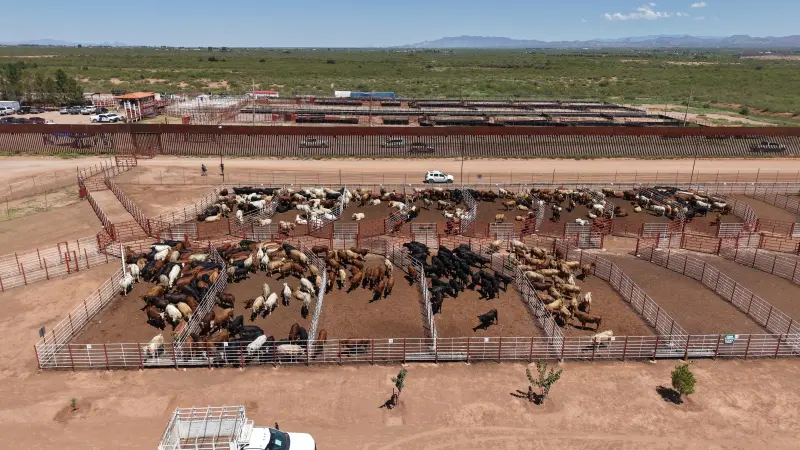 Envían 719 reses sonorenses a EEUU por Agua Prieta en el primer cruce tras casi dos años de cierres intermitentes a la exportación de ganado por el gusano barrenador; el precio alcanza 4 dólares por libra