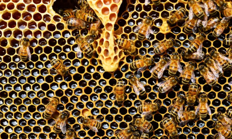 México se consolida como noveno exportador mundial de miel