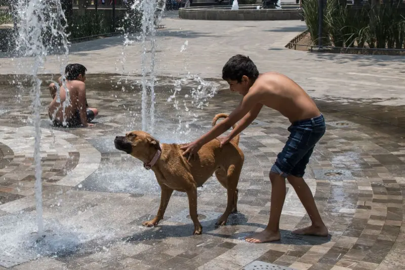 ¿Cómo proteger a tus mascotas del calor?; Diez consejos para evitar un golpe de calor